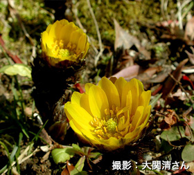 �t�N�W���\�E