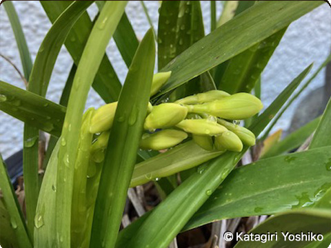 �����̂ڂ�