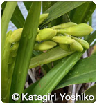 �����̂ڂ�